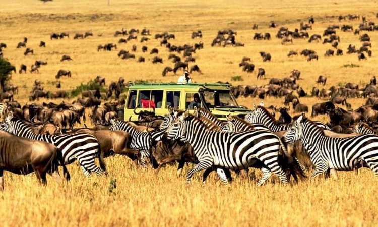 Northern Circuit Safari