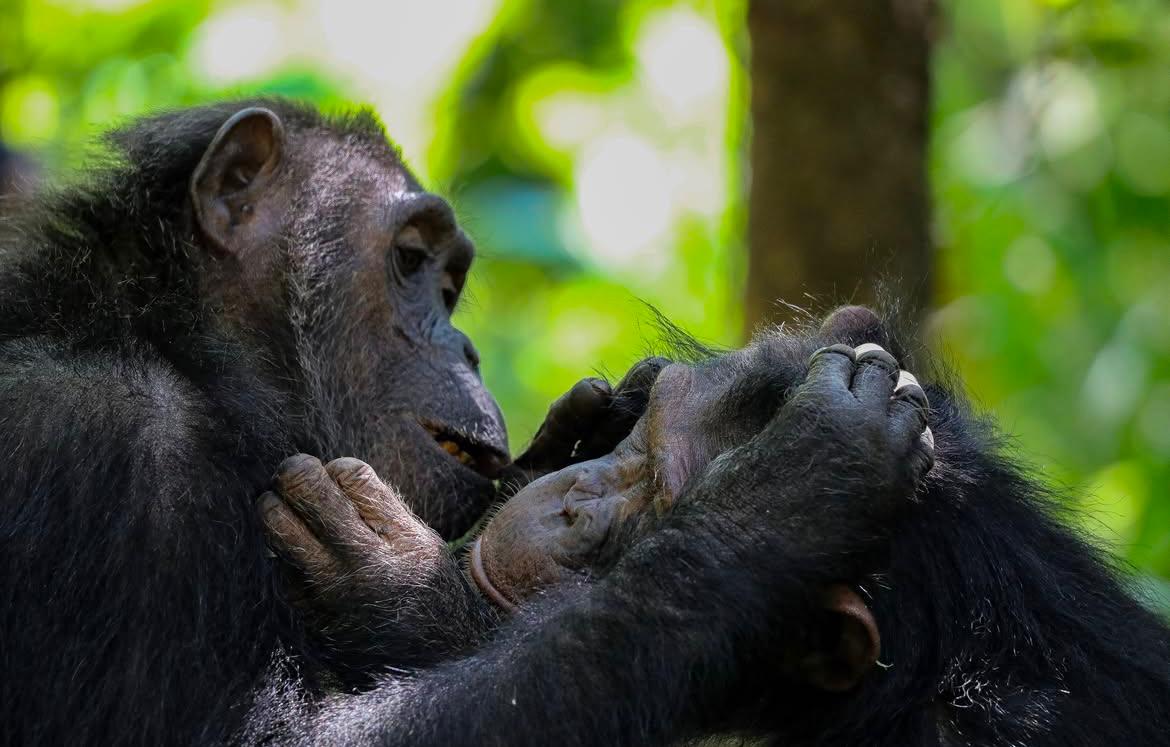 Chimpanzee in Gombe