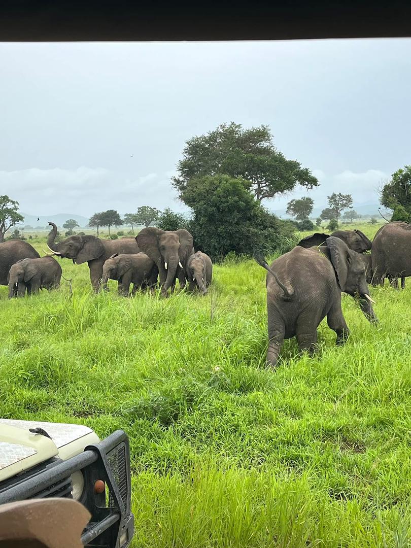 Elephant in Tarangire