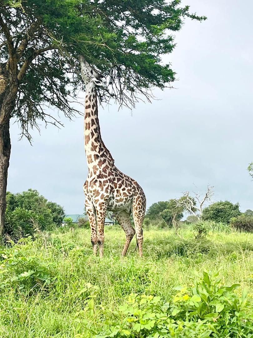 Giraffe in Serengeti