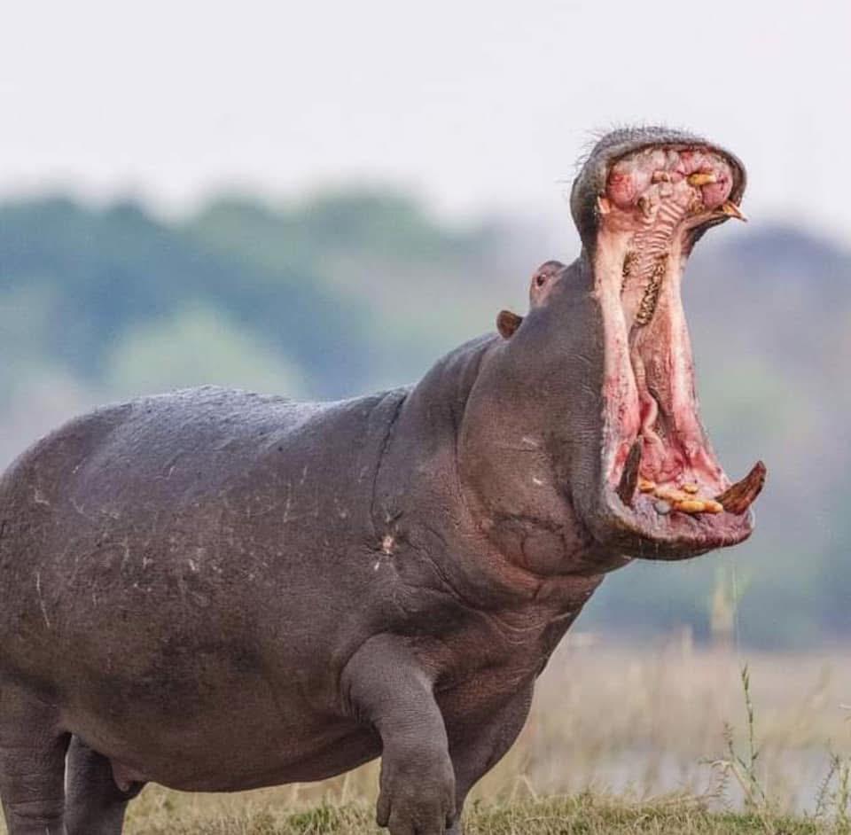 Hippo in Selous